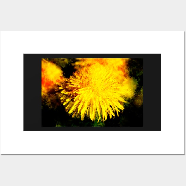 Dandelion blossom, abstract, macro shot, dandelion, flower Wall Art by Kruegerfoto